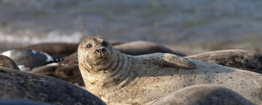 Camping Wad Noch Meer Anna Paulowna Exterior foto